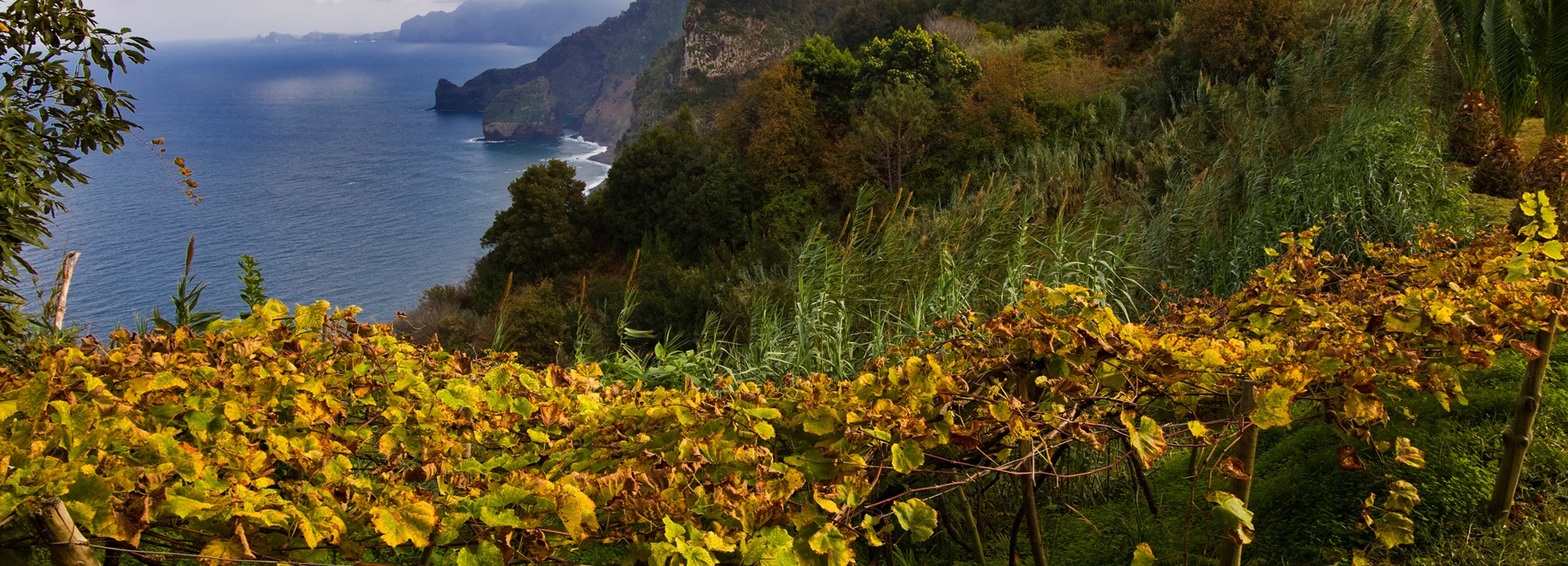 Madeira – vin från vulkanön i Atlanten