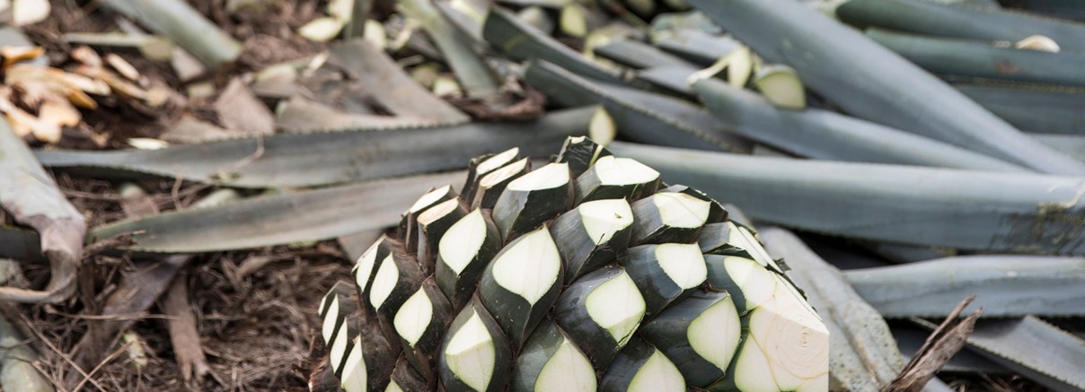 Tequila – mexikansk sprit på agave
