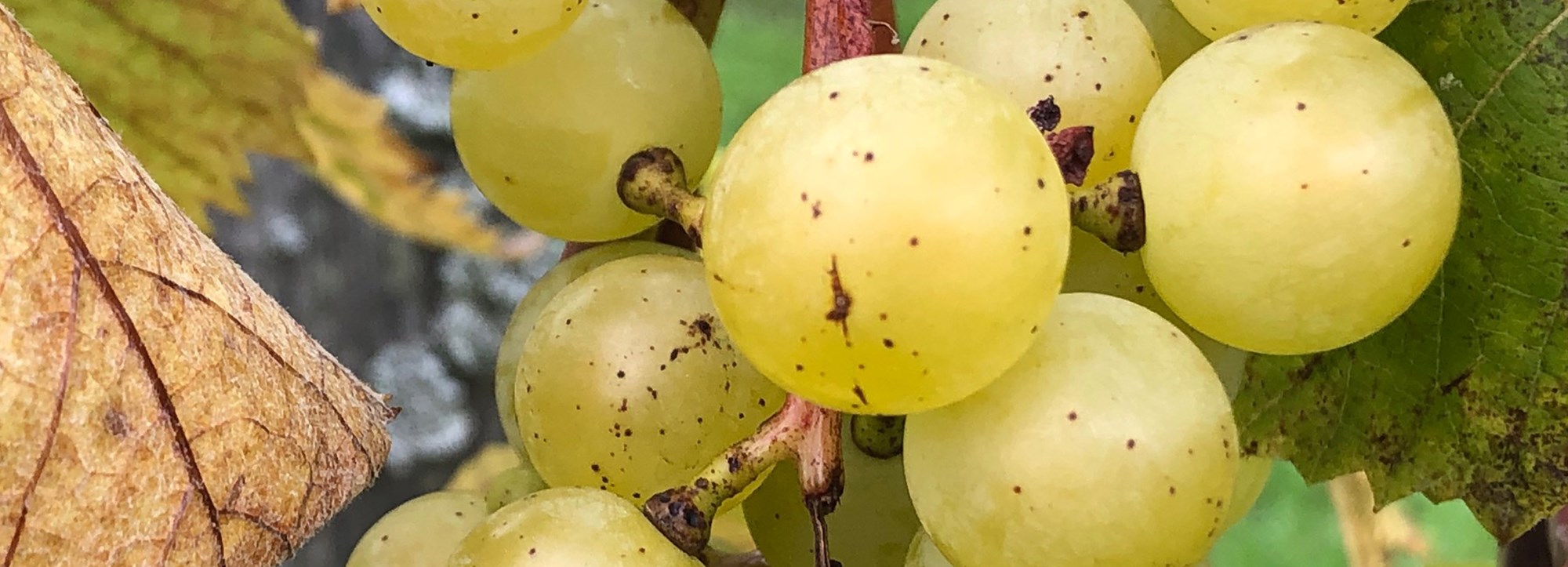 Prova vitt vin av fyra olika druvor