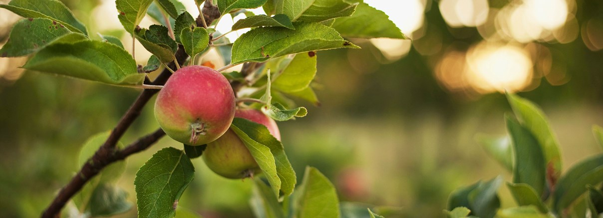 Calvados - äppelspriten från Normandie