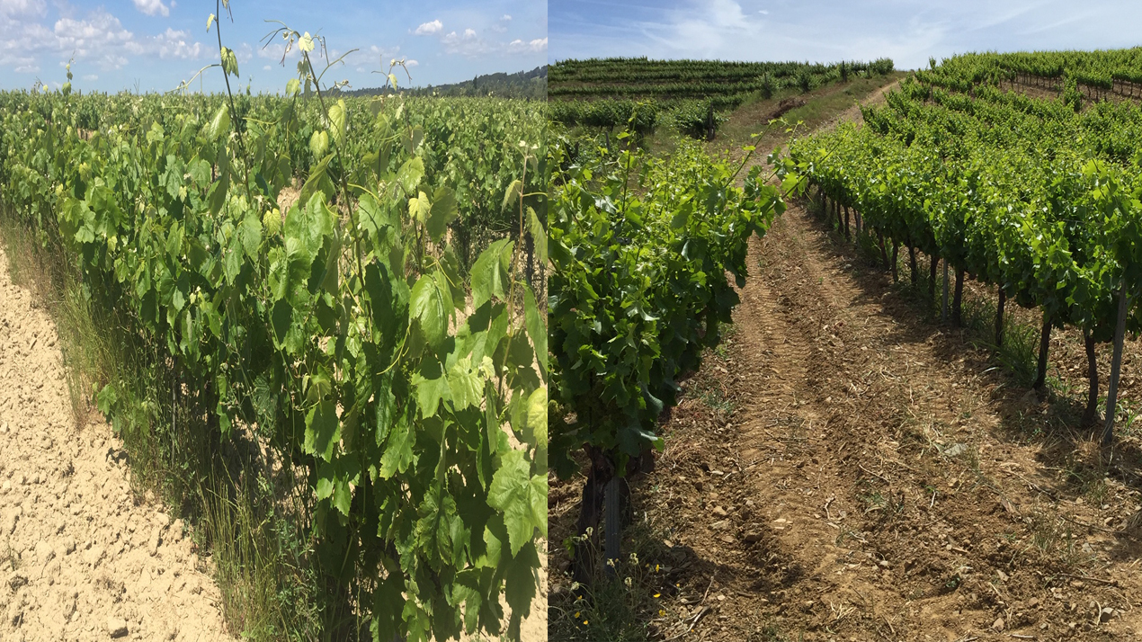 Till vänster vinrankor i ljus jord, till höger rankor planterade i mörkbrun jord.