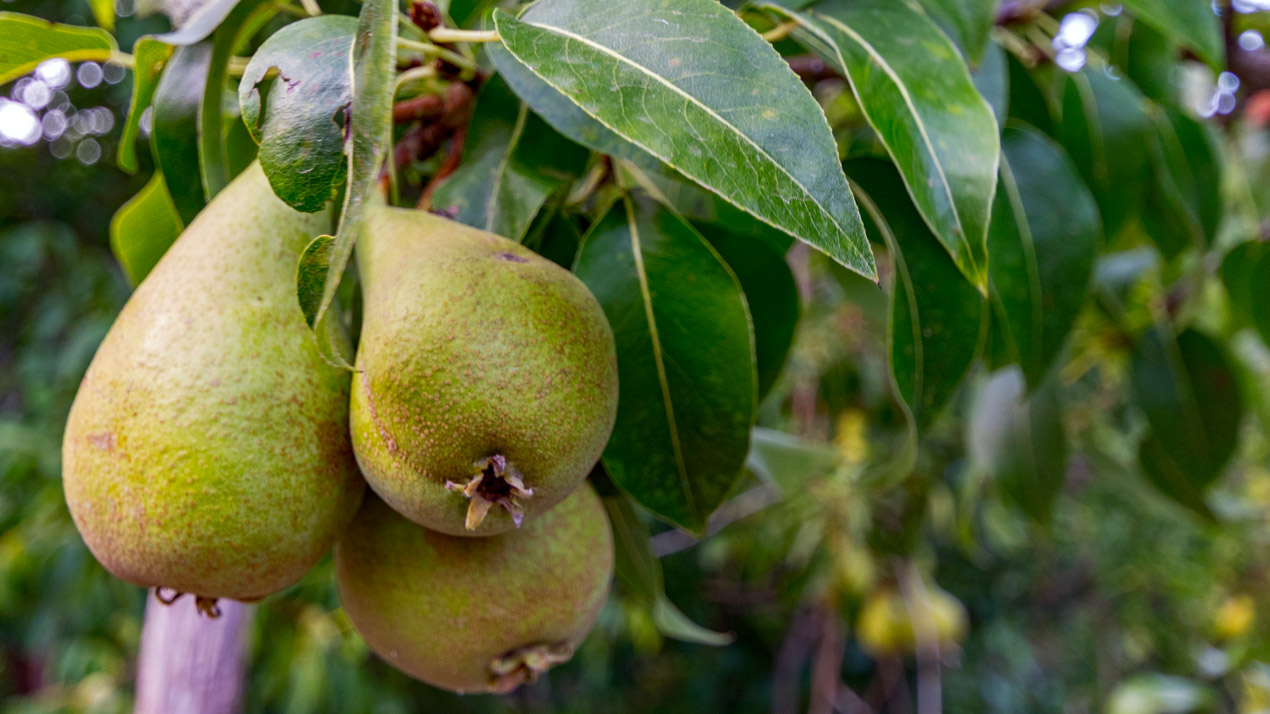 Tre små päron hänger på en gren.