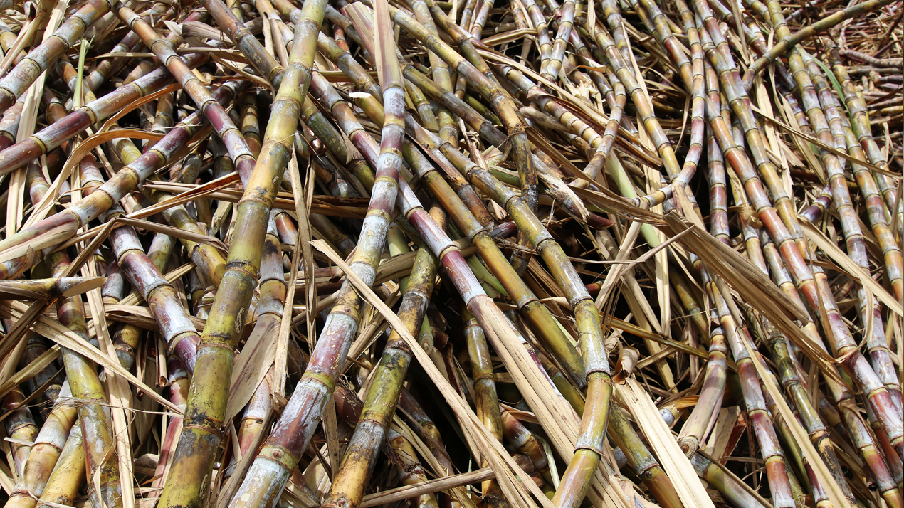 Stor hög av nyskördade sockerrör, långa, smala och gröngula till färgen.