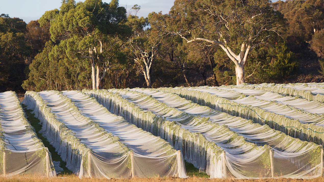Nätklädd vingård på Tasmanien. I bakgrunden syns eucalyptusträd. 